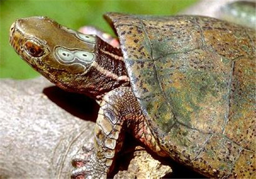 四眼斑水龟的外观特征