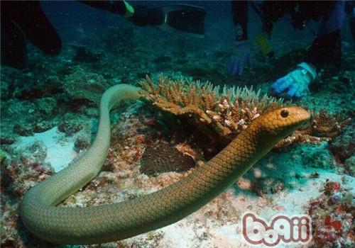 青環海蛇的形態特征