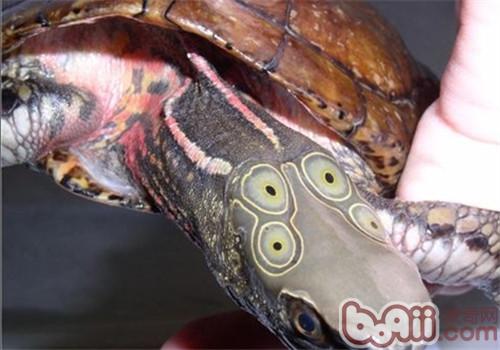 四眼斑水龟的品种简介