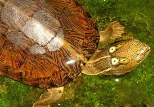 四眼斑水龟的生活环境