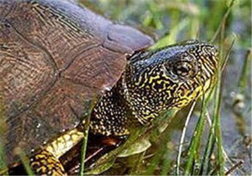 石纹水龟的品种简介