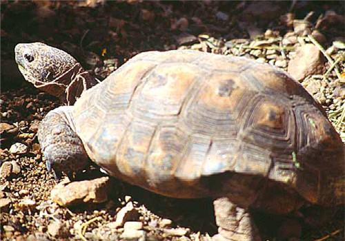 沙漠地鼠龟的生活环境