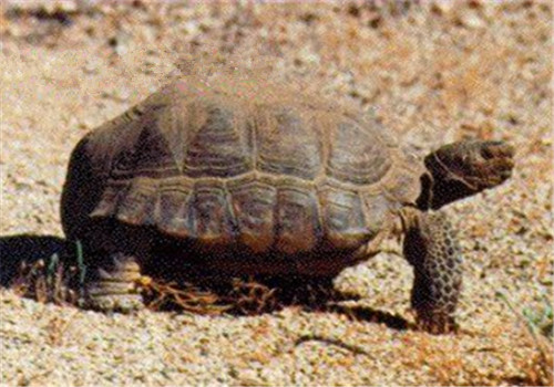 沙漠地鼠龟的外观特征