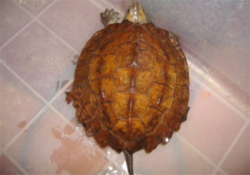 苏拉威西白头龟的生活环境