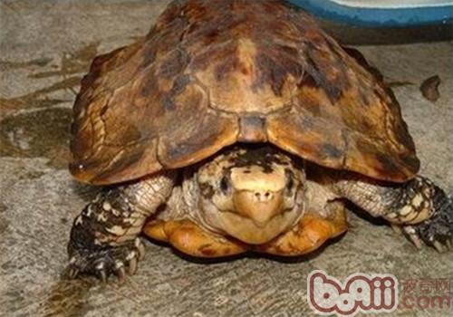 苏拉威西白头龟的护理知识