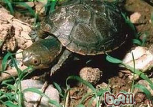 索若拉泥龟的生活环境