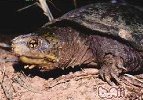 索若拉泥龟的品种简介