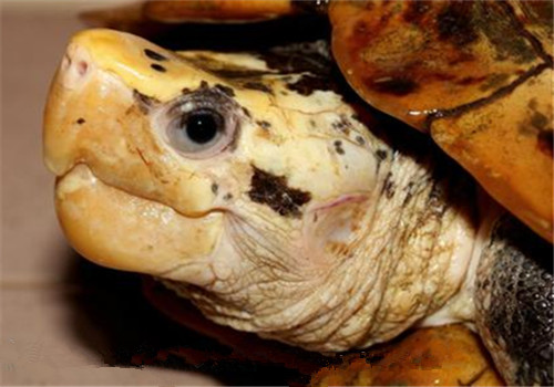 苏拉威西白头龟的外观特征