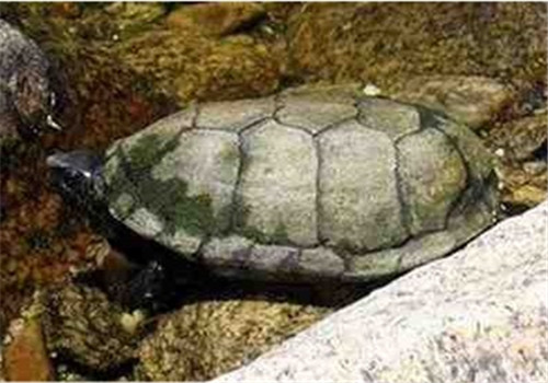 索若拉泥龟的外观特征