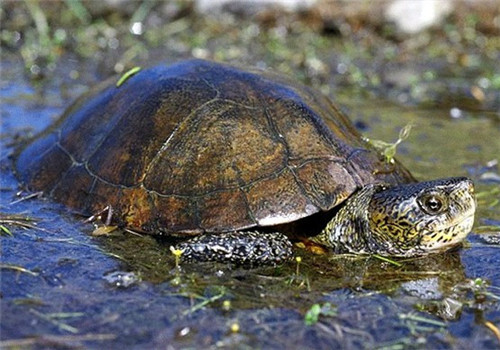 石纹水龟的外观特征