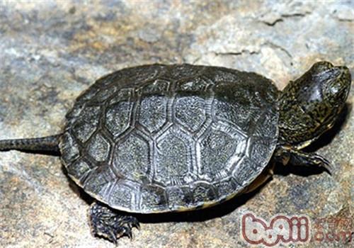 石纹水龟的生活环境