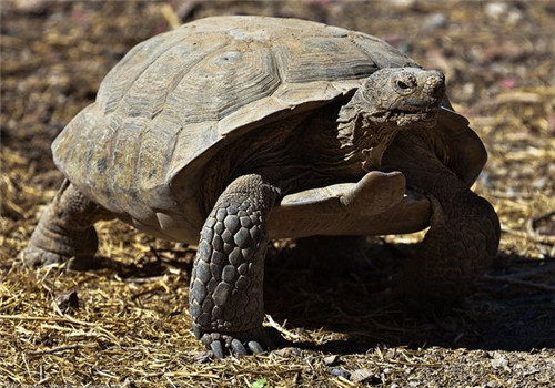 沙漠地鼠龟的品种简介