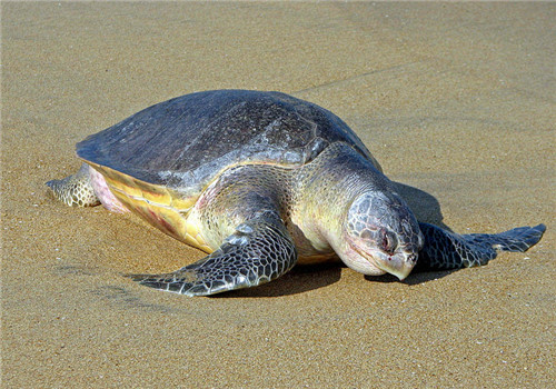 太平洋丽龟的品种简介