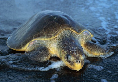 太平洋丽龟的饲养要点