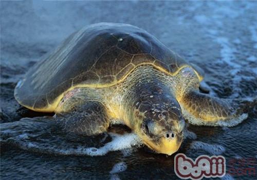 太平洋麗龜的飼養要點