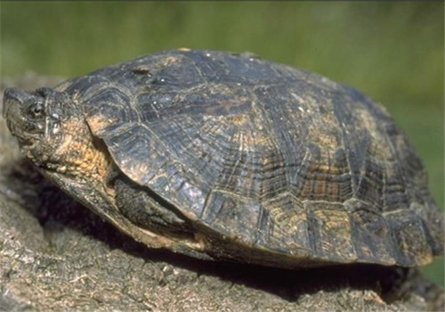 条颈摄龟的外观特征
