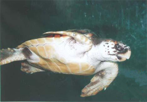太平洋蠵龟的品种简介