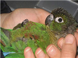 绿颊锥尾鹦鹉的饲养知识