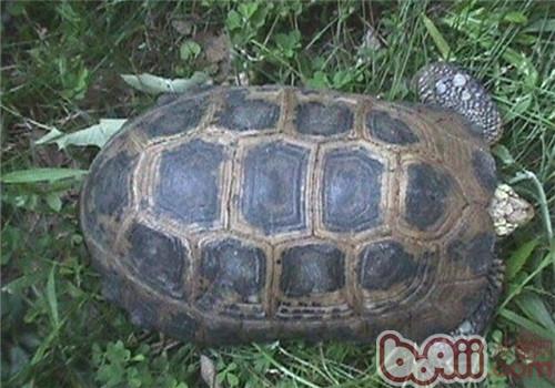 特拉凡柯陆龟的生活环境