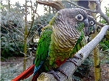 绿颊锥尾鹦鹉的形态特征