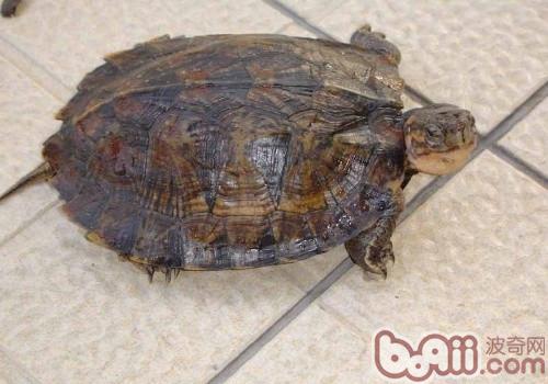 条颈摄龟的品种简介