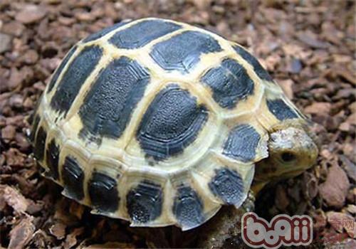 特拉凡柯陆龟的外观特征