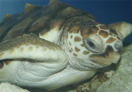 太平洋蠵龟的护理知识