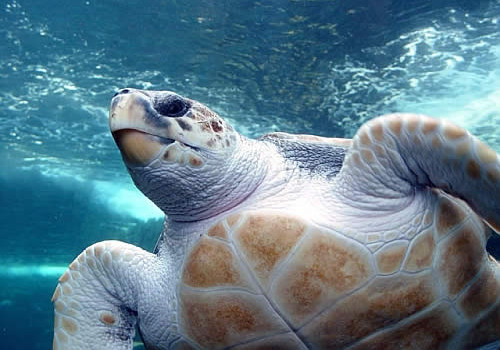 太平洋蠵龟的生活环境