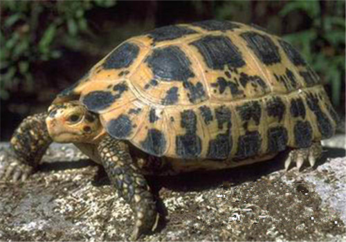 特拉凡柯陸龜的飼養要點