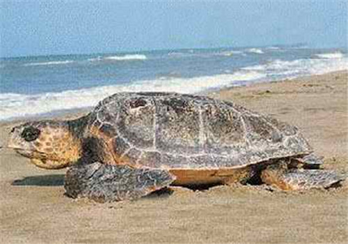 太平洋蠵龟的外观特征