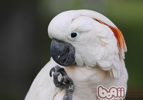 摩鹿加鳳頭鸚鵡的餵食及繁殖要點