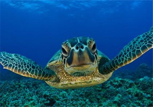 綠海龜的生活環境布置