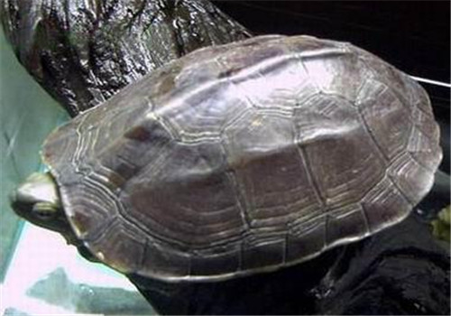 腊戌拟水龟的品种简介