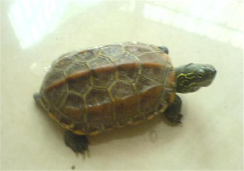 腊戌拟水龟的护理知识