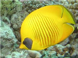 黃色蝴蝶魚的飼養環境