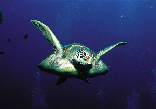 綠海龜的飼養要點