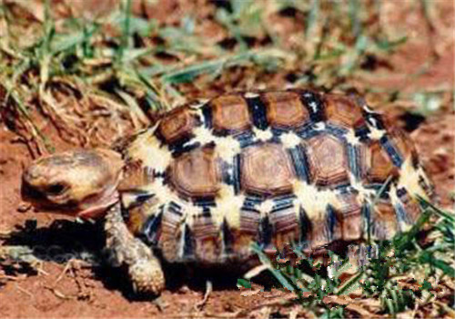 洛帕蒂折背陆龟的品种简介