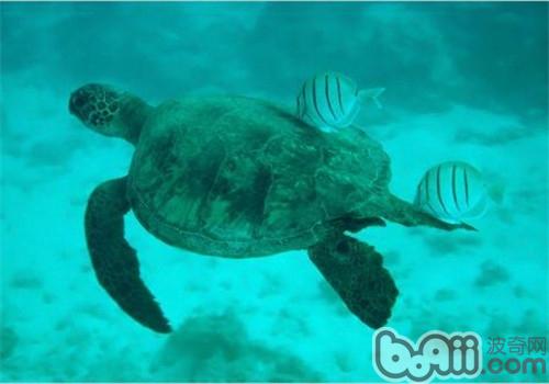 綠海龜的品種簡介