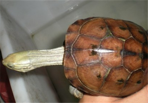 腊戌拟水龟的生活环境
