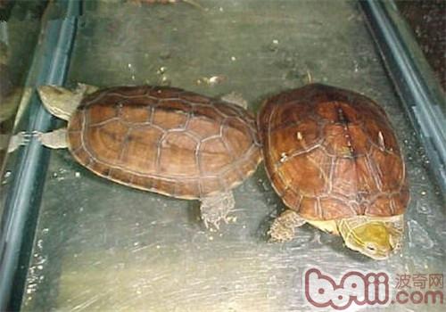 臘戌擬水龜的飼養要點