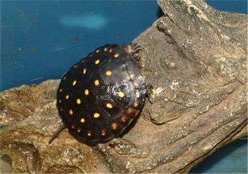 星点水龟的品种简介
