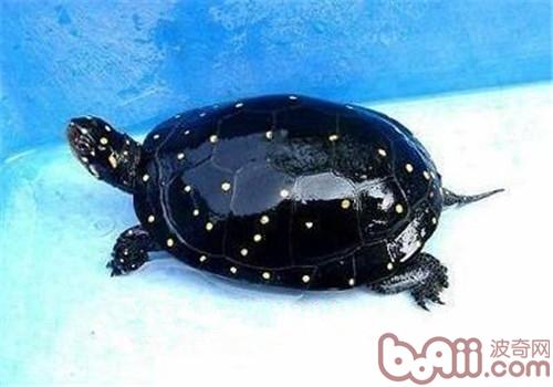 星點水龜的外觀特征