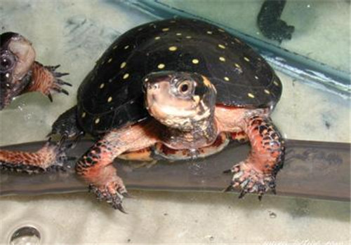 星点水龟的饲养要点