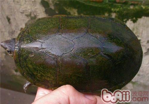 瓦哈卡泥龟的品种简介