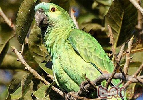 蓝顶亚马逊鹦鹉的品种简介|小宠品种-波奇网百