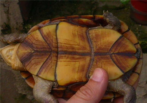 瓦哈卡泥龟的生活环境