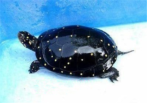 星点水龟的外观特征