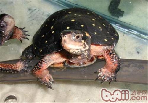 星點水龜的飼養要點