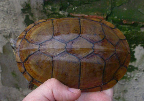 瓦哈卡泥龜的外觀特征