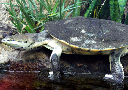 希氏蟾龟的生活环境
